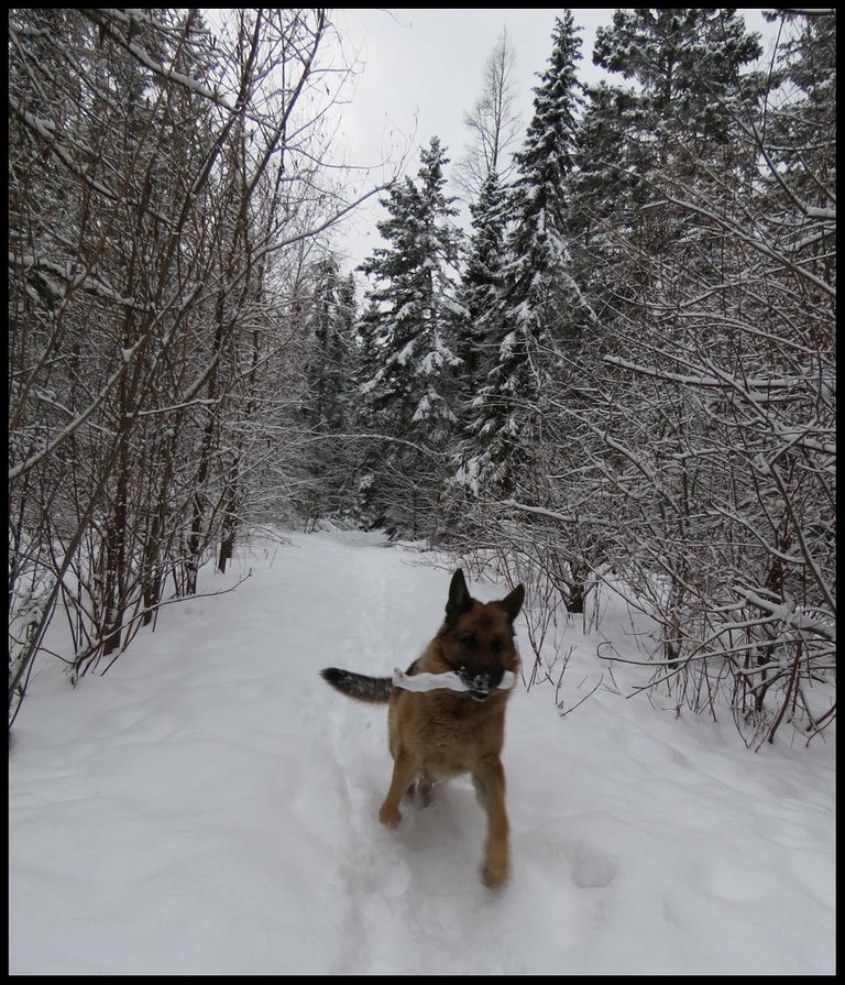 Bruno coming down snowy willow lane leaping with stick.JPG