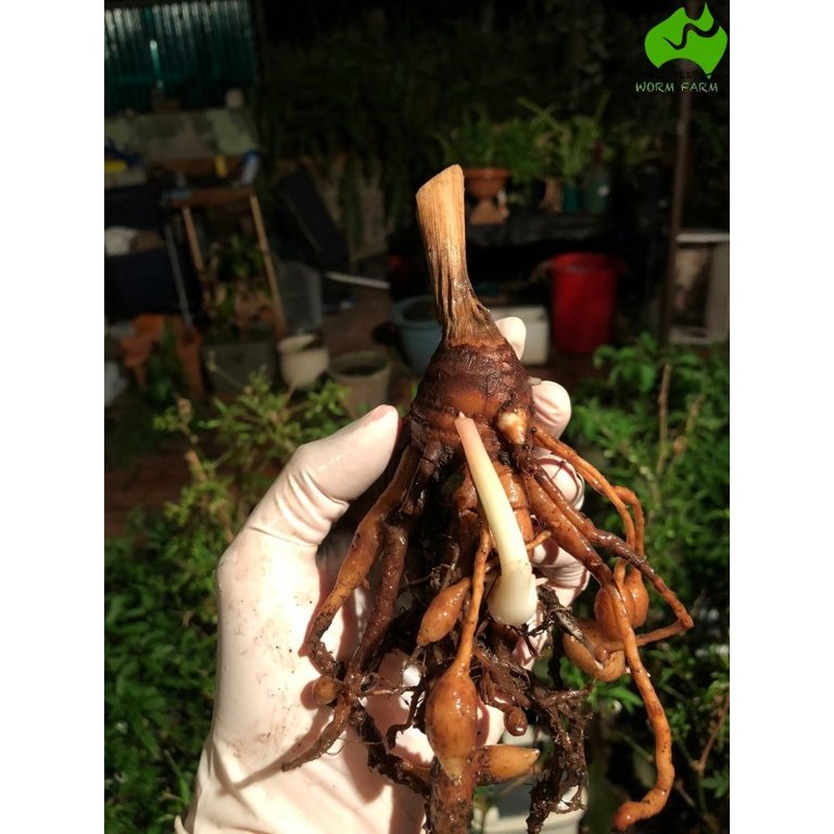 black-turmeric-root-curcuma-caesia.jpg