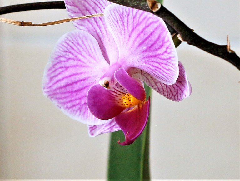 orchid.jpg