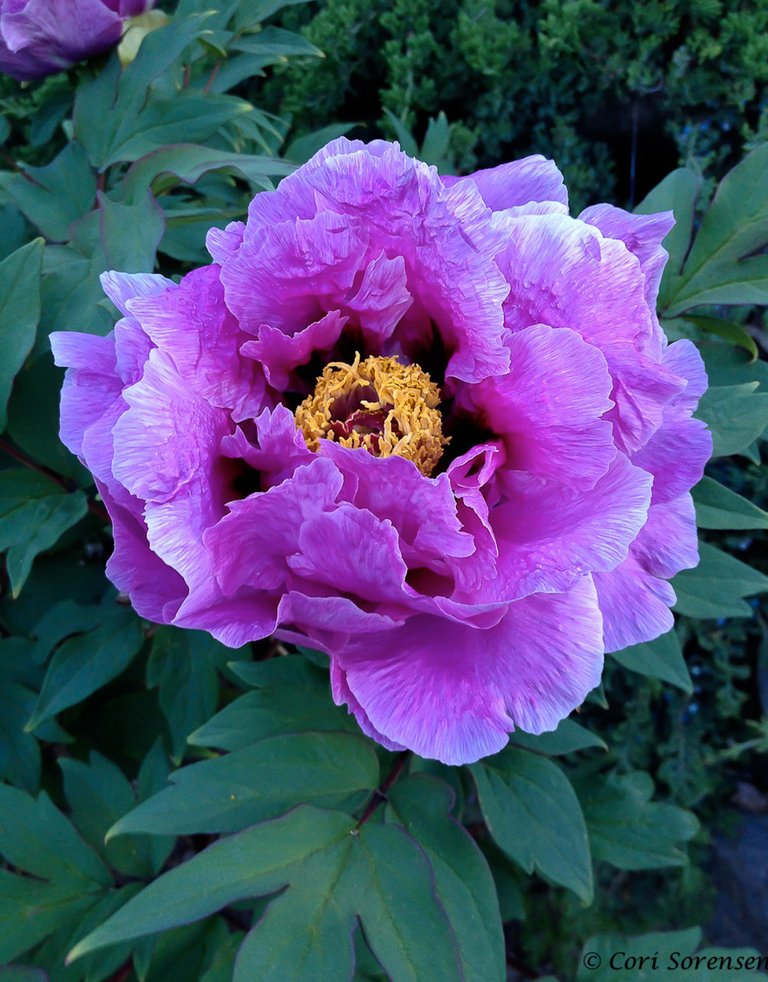 Japanese Tree Peony.jpg