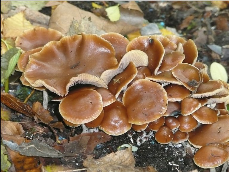 800px-Psilocybe_cyanescens_(25355).jpg