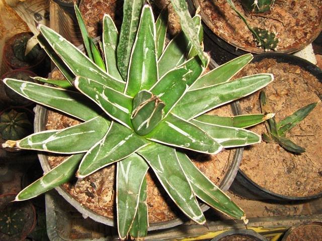 agave.jpg