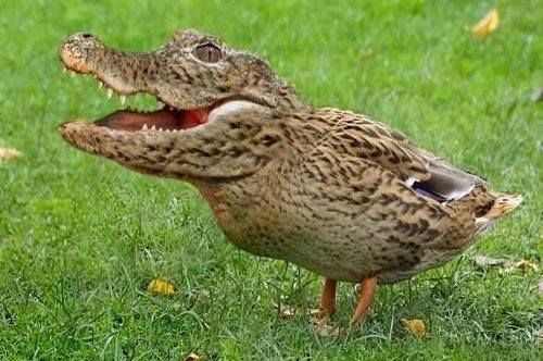 Crocoduck.jpg