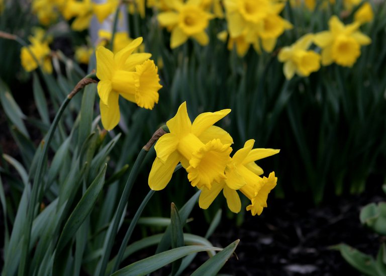 daffodil-4882691_1920.jpg