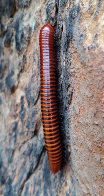 millipede2.jpg