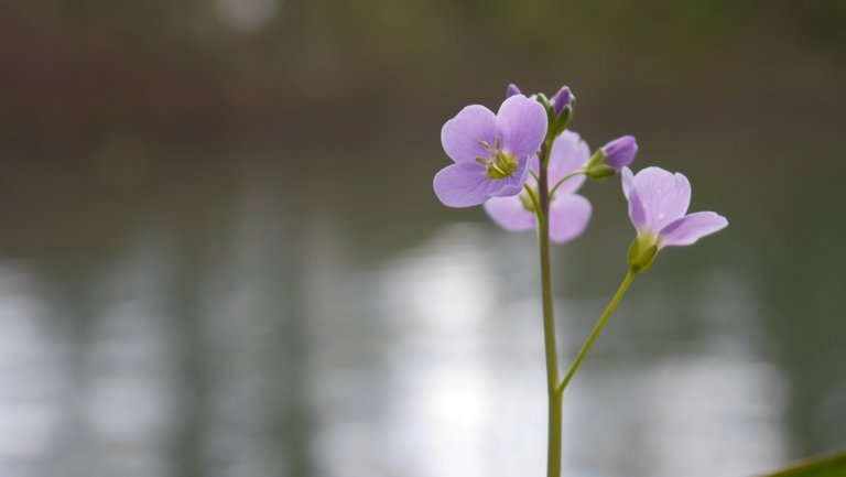 pink flower macro.jpg