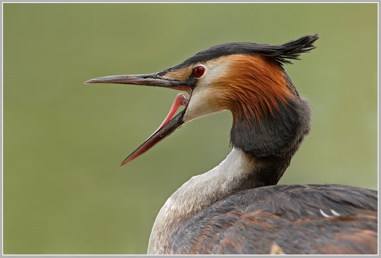 (Podiceps cristatus).jpg