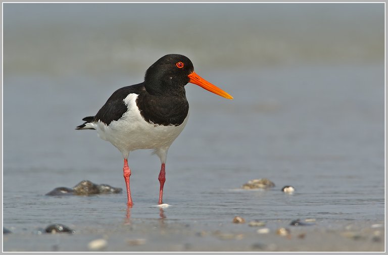 (Haematopus ostralegus), ..jpg