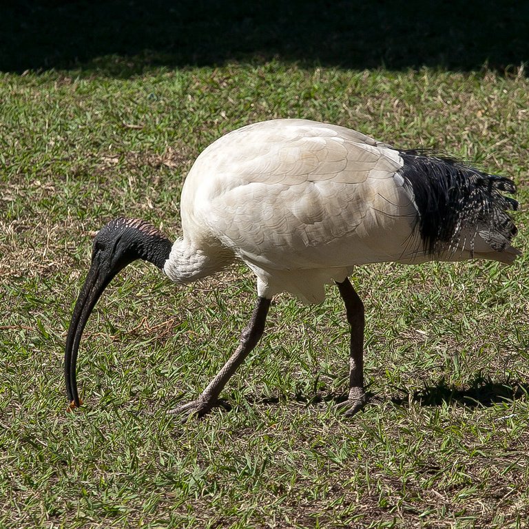 7460717748-brisbanecity-botanic-gardensbird (FILEminimizer).jpg