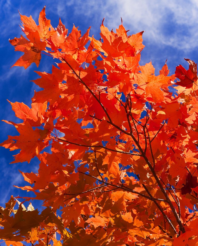 jessicaoutside.com-PA101459-bright-orange-red-maple-fall-foliage-1200.jpg