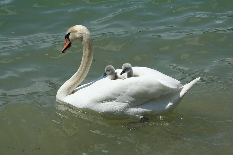 swan-2121797_960_720.jpg