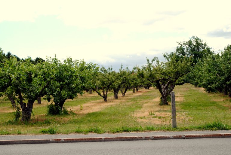 apple-trees-in-kivik_5872950753_o (FILEminimizer).jpg