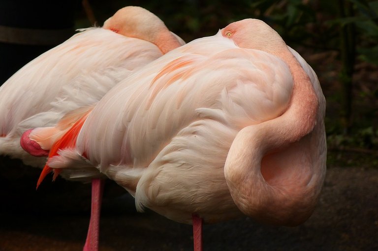 flamingo-1102883_960_720.jpg