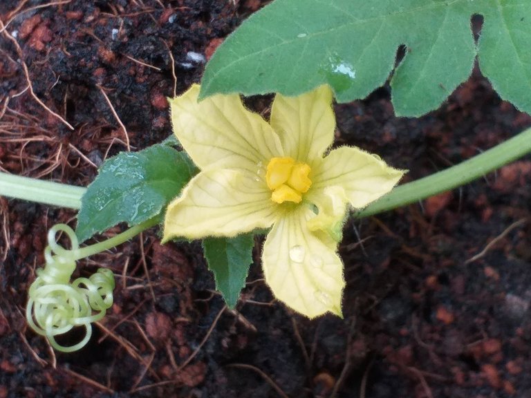 Tangmo flower9.jpg