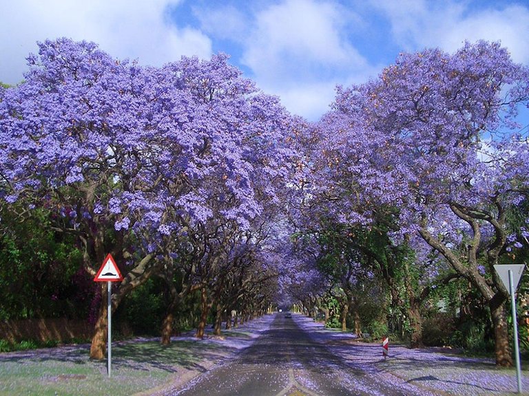 Jacarandas-Walk-in-South-Africa.jpg