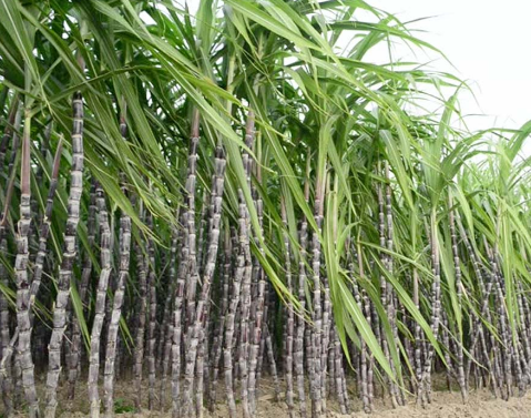 SUGARCANE FIELS.PNG