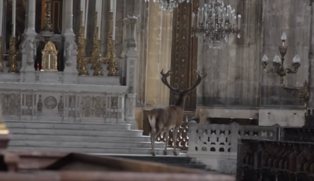 Capturan-a-un-venado-vagando-por-una-iglesia-en-Francia.png