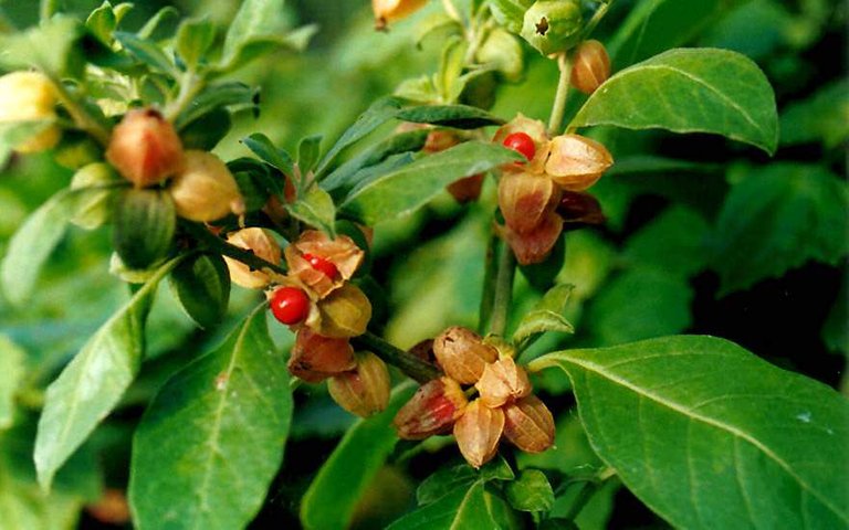 ashwagandha-bio-polvere-superfood-vegan.jpg