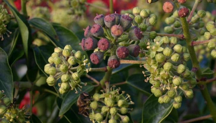 Hedera-helix-flowers.JPG