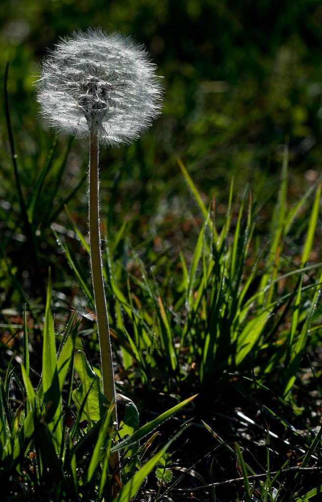 5700396937-dandelion-in-the-backlight (FILEminimizer).jpg