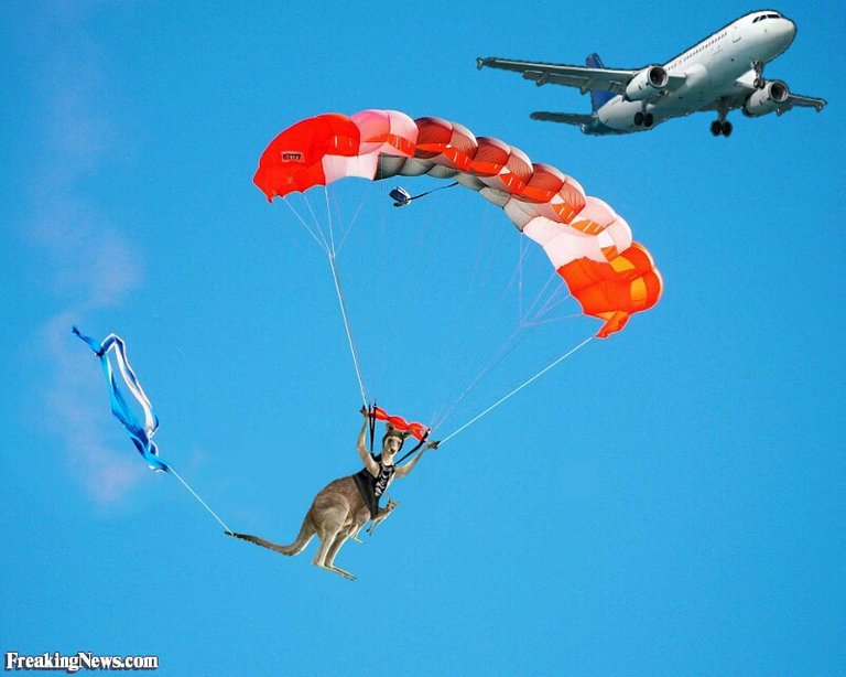 Kangaroo-Skydiving--105986_2.jpg