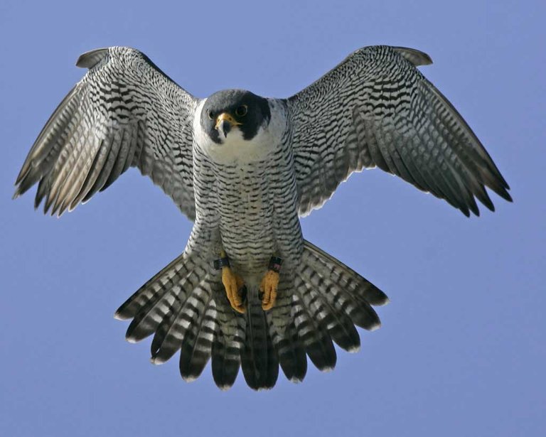 Peregrine_Falcon_w02-44-013_l.jpg