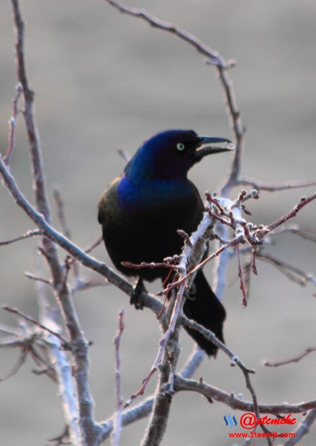 Common Grackle PFW19-0020.JPG