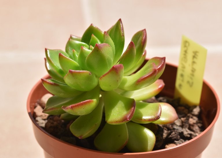 echeveria affinis 3.jpg