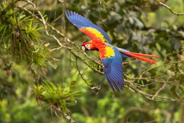 Guacamaya_Bandera_pleno_vuelo.jpg