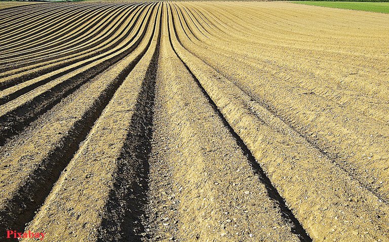 banana field bare iron.jpg