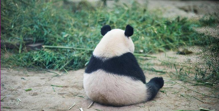 Pandas sit alone when they are sad..jpg