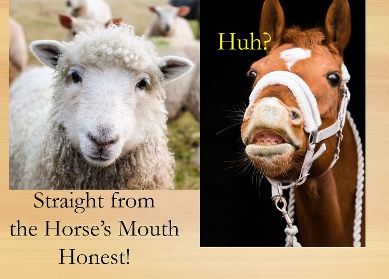 Idiom Horse mouth.JPG