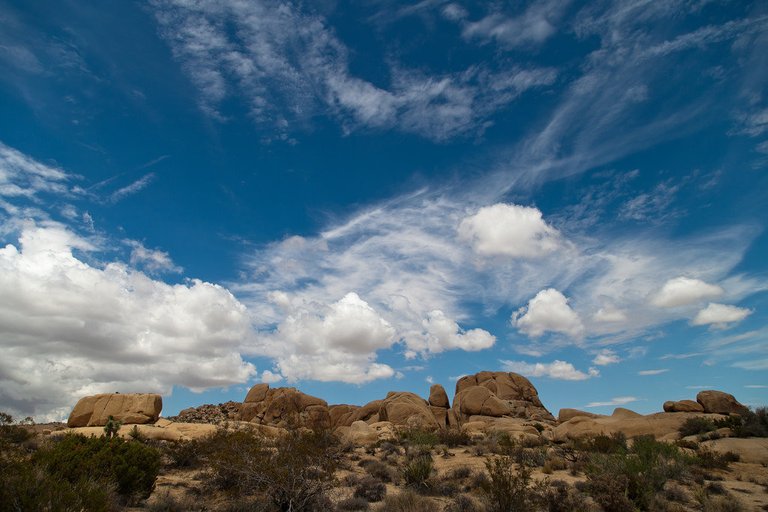 8015250069-joshua-tree-national-park (FILEminimizer).jpg