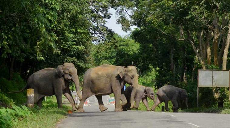 kaziranga-national-park.jpg