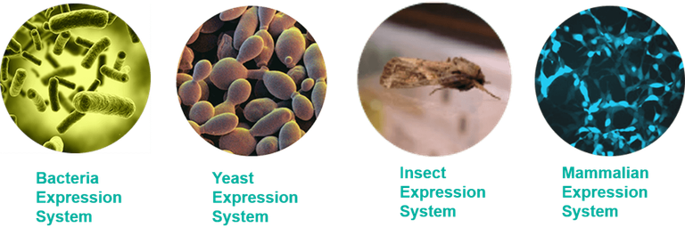 Protein Expression Systems.png