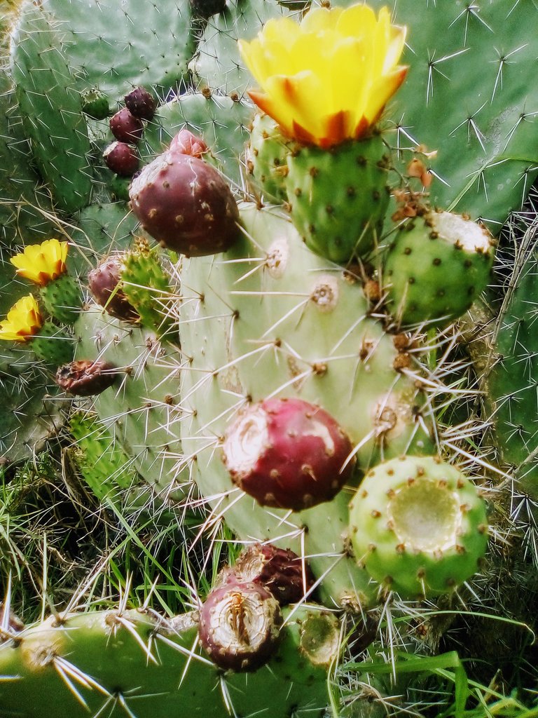 flores de cactus, avestruces 030.jpg
