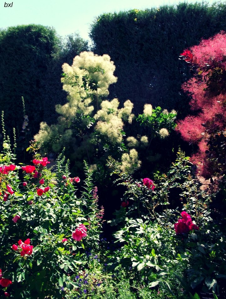 Native flower patch denver botanic garden colorado petals flowers bxlphabet.jpg