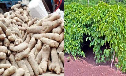 Agric-yam.jpg