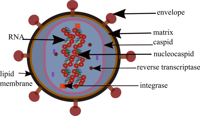 HIV structure.png