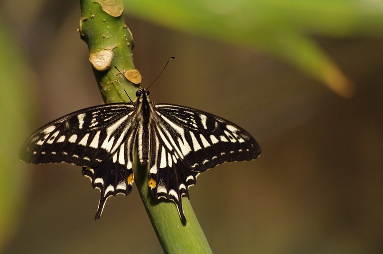 swallowtail-295924_960_720.jpg