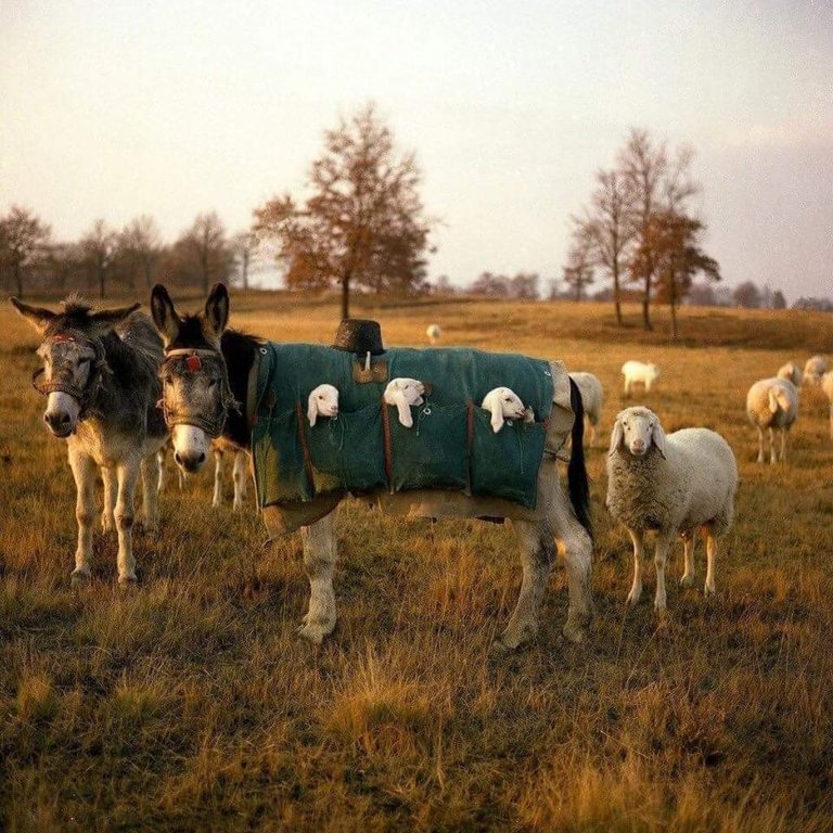 donkey and the lamb babies.jpg