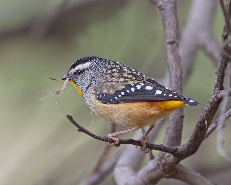 Pardalotus_punctatus_male_with_nesting_material_-_Risdon_Brook.jpg