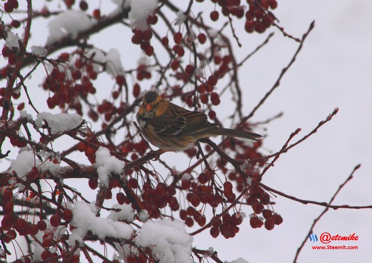 Harris's Sparrow IMG_0171.JPG