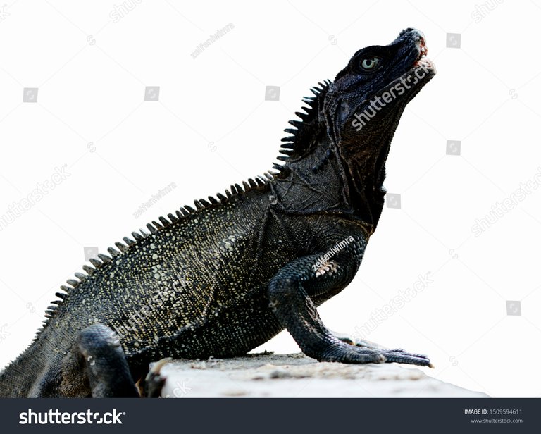 stock-photo-a-monitor-lizard-is-stalking-its-prey-brown-skinned-iguanas-are-predators-of-the-reptile-family-1509594611.jpg