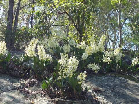 Dendrobium_speciosum_MH__002_large.jpg