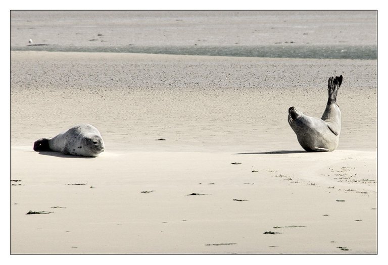 willy_15435564965_o (FILEminimizer).jpg