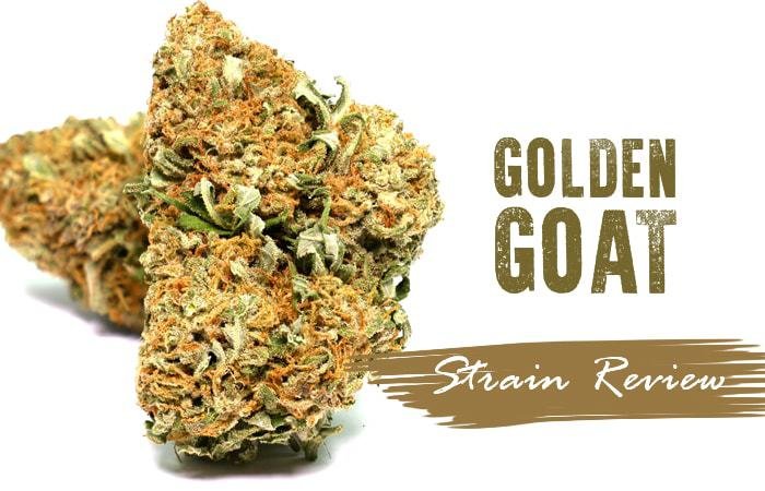 golden-goat-marijuana-strain-review.jpg