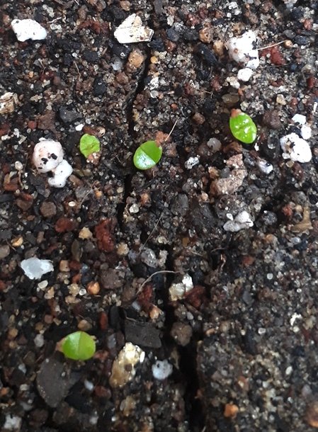 cheiridopsis glomerata germinating.jpg