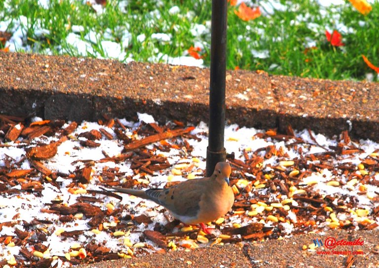 Mourning Dove PFW01-15.JPG