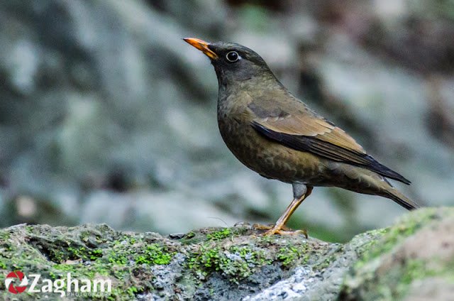 Grey-winged blackbird.jpg